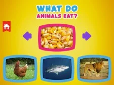 What do animals eat